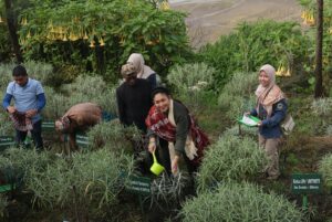 Ketua Komisi IV DPR RI, Siti Hediati Soeharto memimpin kegiatan penanaman bunga Edelweiss jenis Anaphalis longifolia di kawasan VVIP Planting Cemoro Lawang, Taman Nasional Bromo Tengger Semeru (TNBTS), Jawa Timur, Jumat (12/12/2025). Foto : Arl/Andri.