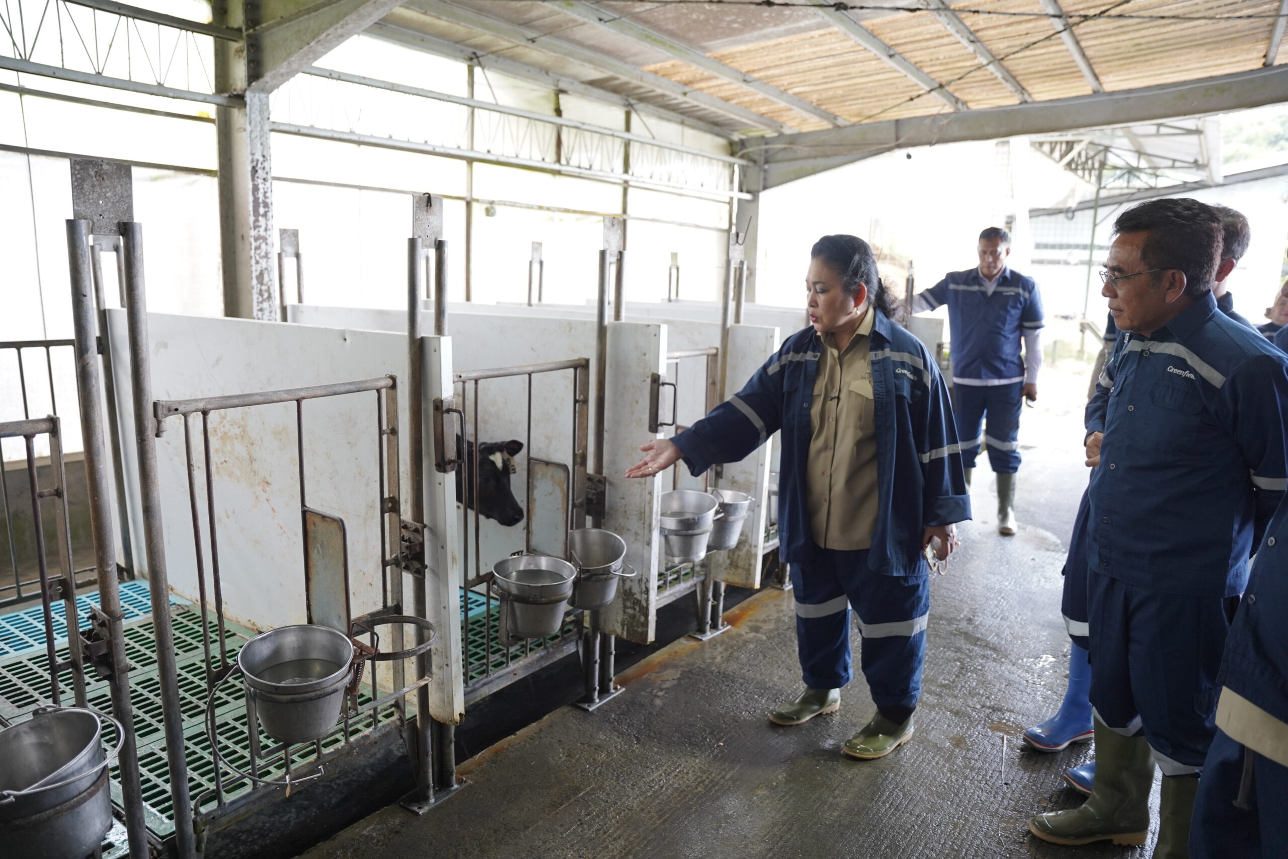 Ketua Komisi IV DPR RI, Siti Hediati Hariyadi saat mengunjungi peternakan PT Greenfields Indonesia di Kabupaten Malang, Jawa Timur, Kamis (11/12/2025). Foto: Aurel/vel.